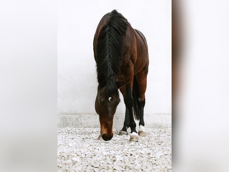 Koń pełnej krwi angielskiej Wałach 13 lat 169 cm Gniada in Münchsmünster