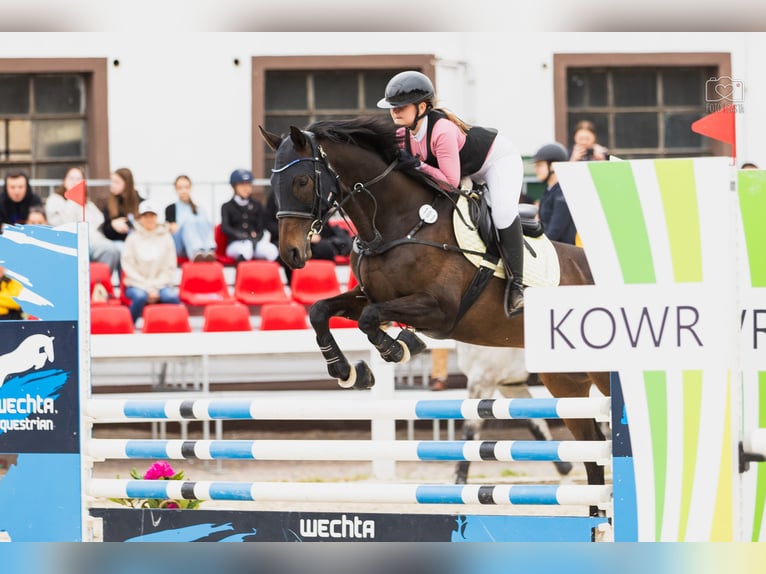 Koń pełnej krwi angielskiej Wałach 13 lat 170 cm Ciemnogniada in Poznan