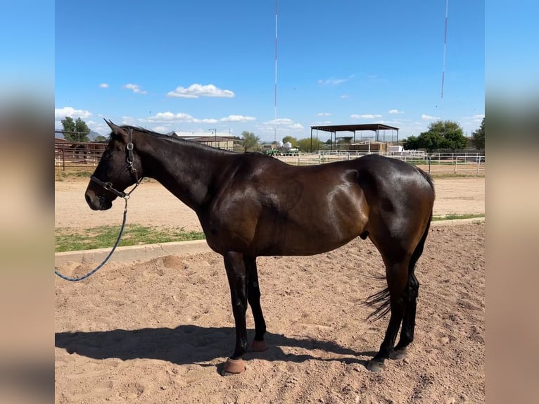 Koń pełnej krwi angielskiej Wałach 13 lat 173 cm Ciemnogniada in Phoenix, Arizona