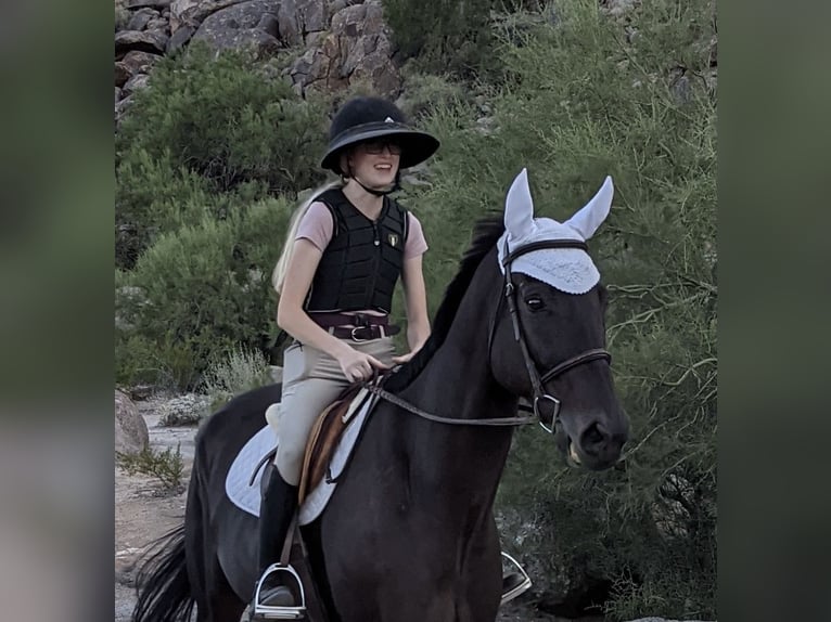 Koń pełnej krwi angielskiej Wałach 13 lat 173 cm Ciemnogniada in Phoenix, Arizona