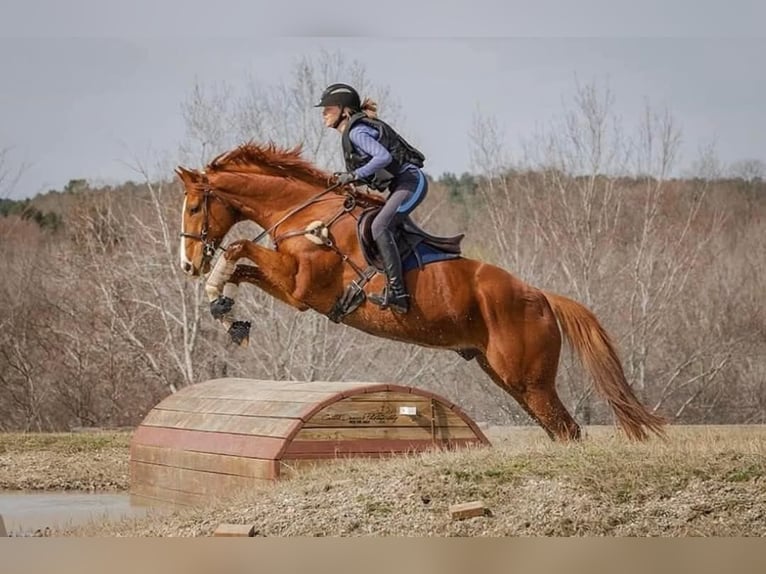 Koń pełnej krwi angielskiej Wałach 14 lat 163 cm Kasztanowata in Terrell, Texas