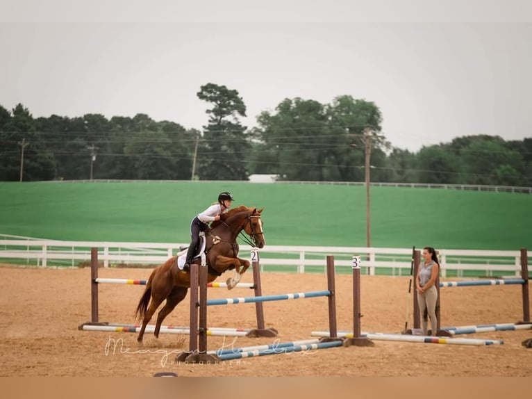 Koń pełnej krwi angielskiej Wałach 14 lat 163 cm Kasztanowata in Terrell, Texas