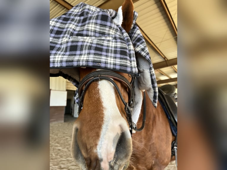 Koń pełnej krwi angielskiej Wałach 14 lat 163 cm Kasztanowata in Terrell, Texas