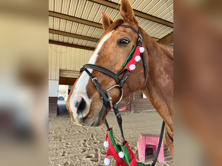 Koń pełnej krwi angielskiej Wałach 14 lat 163 cm Kasztanowata in Terrell, Texas