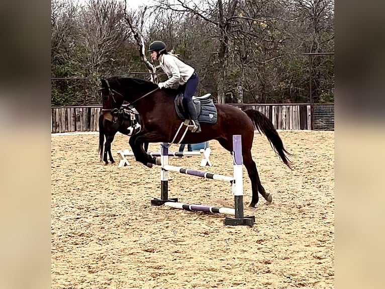 Koń pełnej krwi angielskiej Wałach 14 lat 165 cm Gniada in Weatherford TX