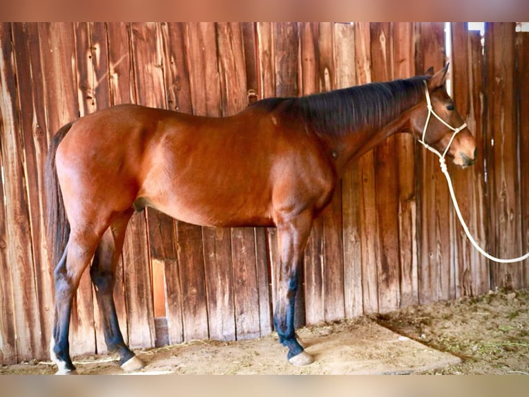 Koń pełnej krwi angielskiej Wałach 14 lat 165 cm Gniada in Weatherford TX