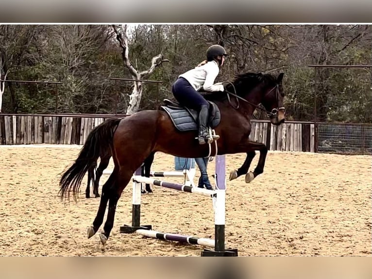 Koń pełnej krwi angielskiej Wałach 14 lat 165 cm Gniada in Weatherford TX