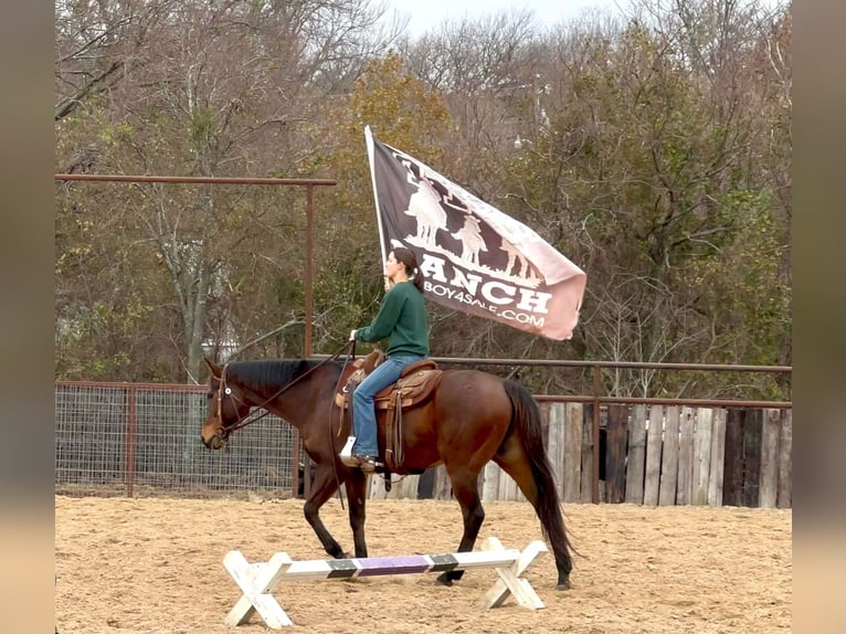 Koń pełnej krwi angielskiej Wałach 14 lat 165 cm Gniada in Weatherford TX