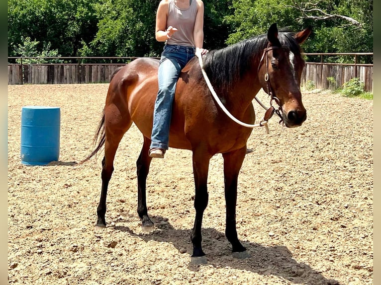 Koń pełnej krwi angielskiej Wałach 14 lat 165 cm Gniada in Weatherford TX