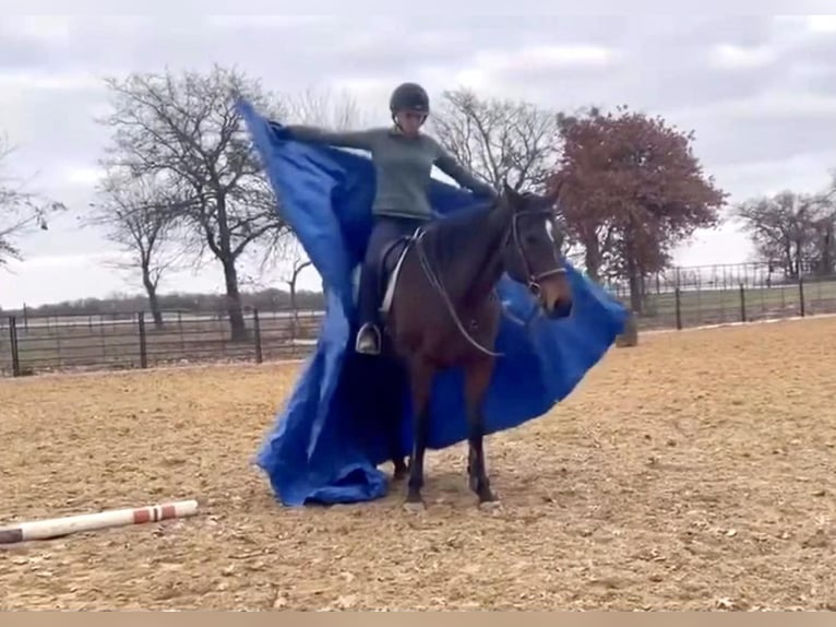 Koń pełnej krwi angielskiej Wałach 14 lat 165 cm Gniada in Weatherford TX