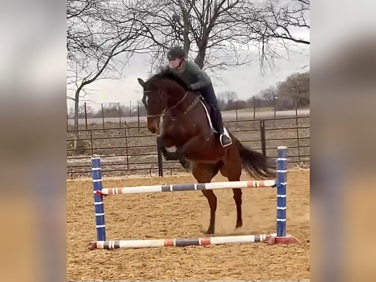 Koń pełnej krwi angielskiej Wałach 14 lat 165 cm Gniada in Weatherford TX