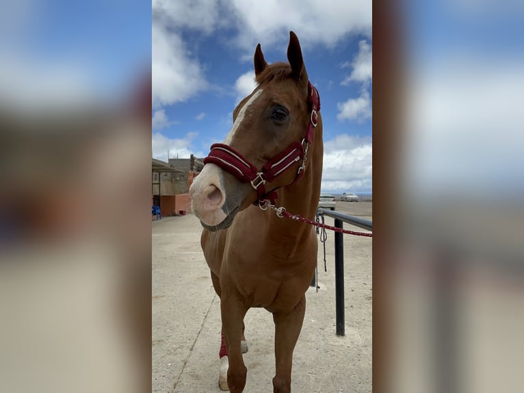 Koń pełnej krwi angielskiej Wałach 14 lat 167 cm Kasztanowata in Las Palmas De Gran Canaria