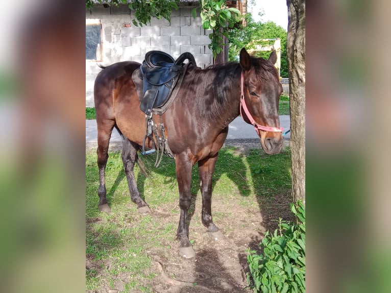 Koń pełnej krwi angielskiej Wałach 15 lat 155 cm Ciemnogniada in St.Michael Bleiburg