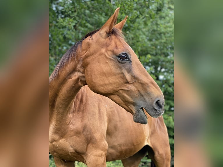 Koń pełnej krwi angielskiej Wałach 18 lat 150 cm Ciemnokasztanowata in Gillenfeld