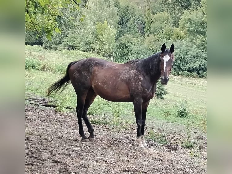 Koń pełnej krwi angielskiej Wałach 22 lat 165 cm Skarogniada in Coulommiers