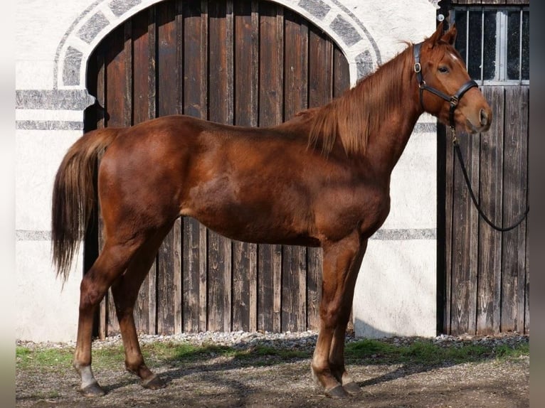 Koń pełnej krwi angielskiej Wałach 3 lat 160 cm Kasztanowata in Günzburg
