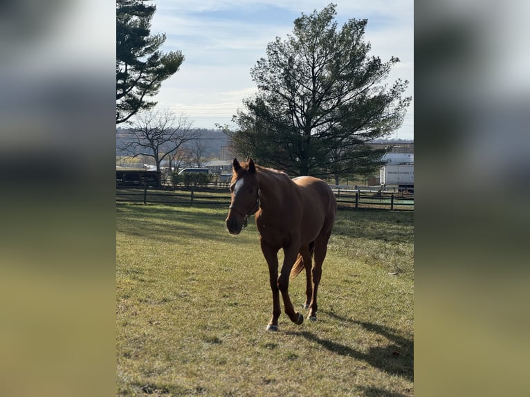 Koń pełnej krwi angielskiej Wałach 3 lat 163 cm Ciemnokasztanowata in Fort Collins