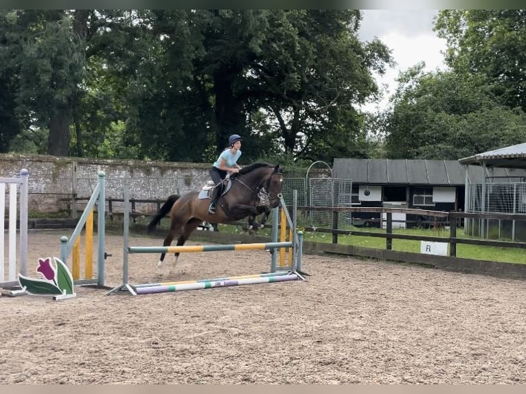 Koń pełnej krwi angielskiej Wałach 4 lat 160 cm Ciemnogniada in Tunworth