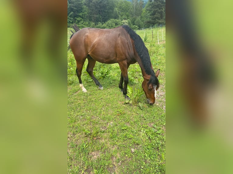 Koń pełnej krwi angielskiej Wałach 4 lat 163 cm Gniada in Dillingen/Saar