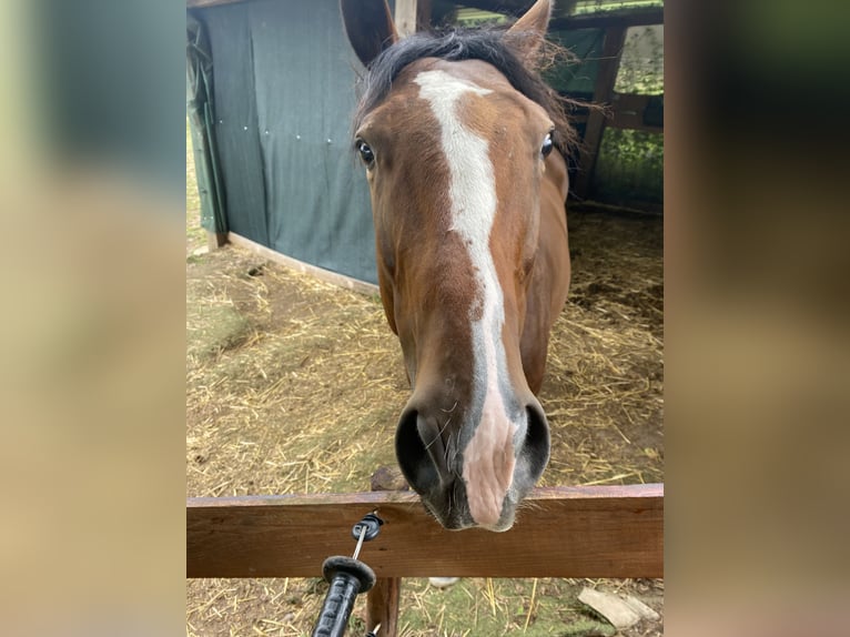 Koń pełnej krwi angielskiej Wałach 4 lat 163 cm Gniada in Dillingen/Saar