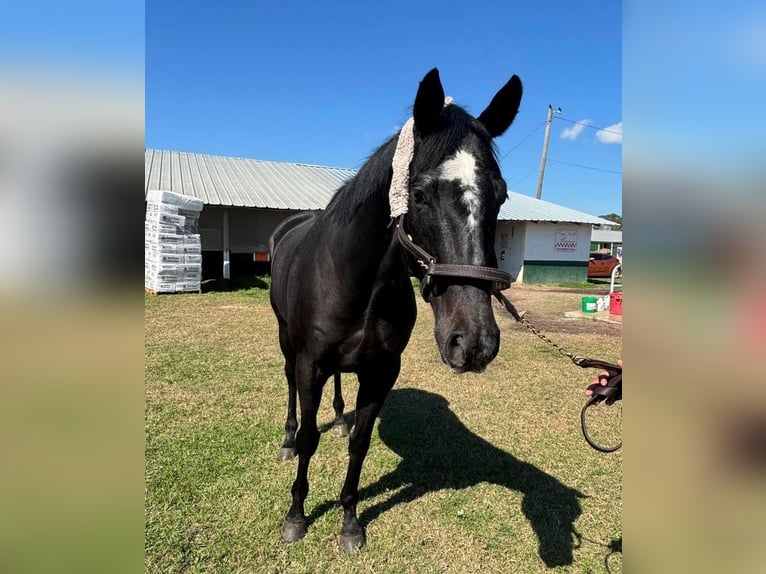 Koń pełnej krwi angielskiej Wałach 4 lat 163 cm Siwa in Fort Worth Texas