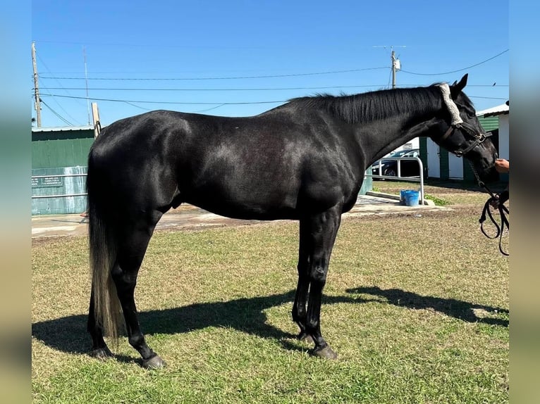 Koń pełnej krwi angielskiej Wałach 4 lat 163 cm Siwa in Fort Worth Texas