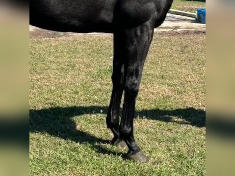 Koń pełnej krwi angielskiej Wałach 4 lat 163 cm Siwa in Fort Worth Texas