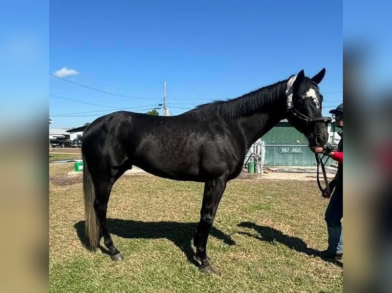 Koń pełnej krwi angielskiej Wałach 4 lat 163 cm Siwa in Fort Worth Texas