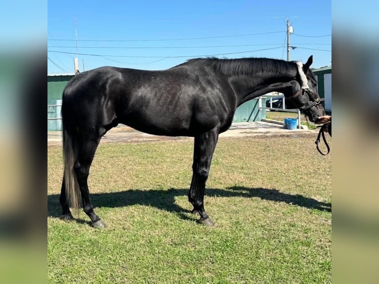 Koń pełnej krwi angielskiej Wałach 4 lat 163 cm Siwa in Fort Worth Texas