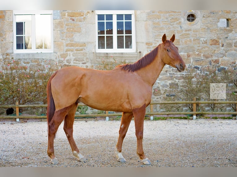 Koń pełnej krwi angielskiej Wałach 4 lat 164 cm Kasztanowata in lamballe