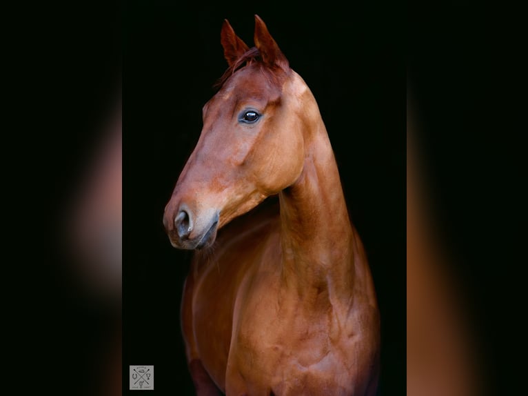 Koń pełnej krwi angielskiej Wałach 4 lat 164 cm Kasztanowata in lamballe