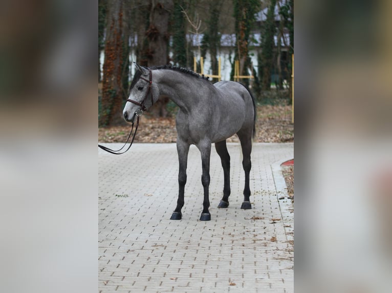 Koń pełnej krwi angielskiej Mix Wałach 5 lat 150 cm Siwa jabłkowita in Kuhardt