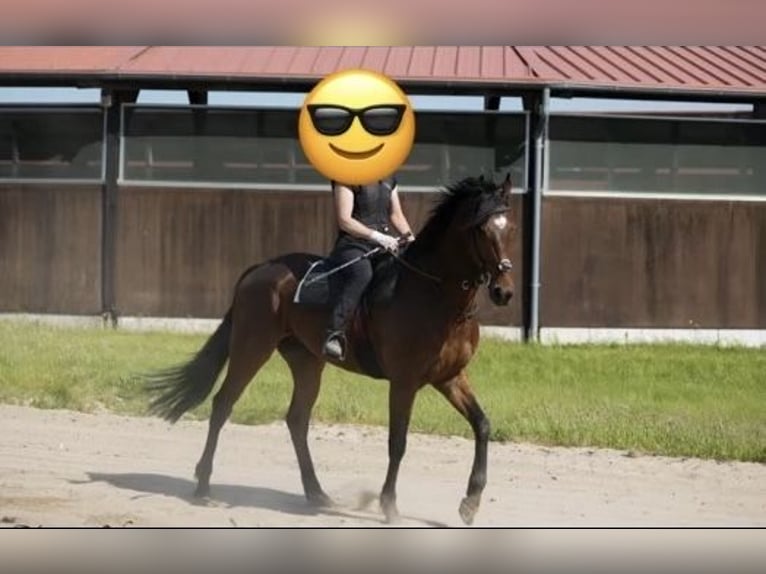 Koń pełnej krwi angielskiej Wałach 5 lat 164 cm Gniada in Bremen