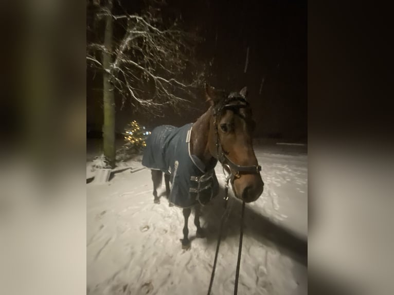 Koń pełnej krwi angielskiej Wałach 5 lat 168 cm Gniada in Mainz