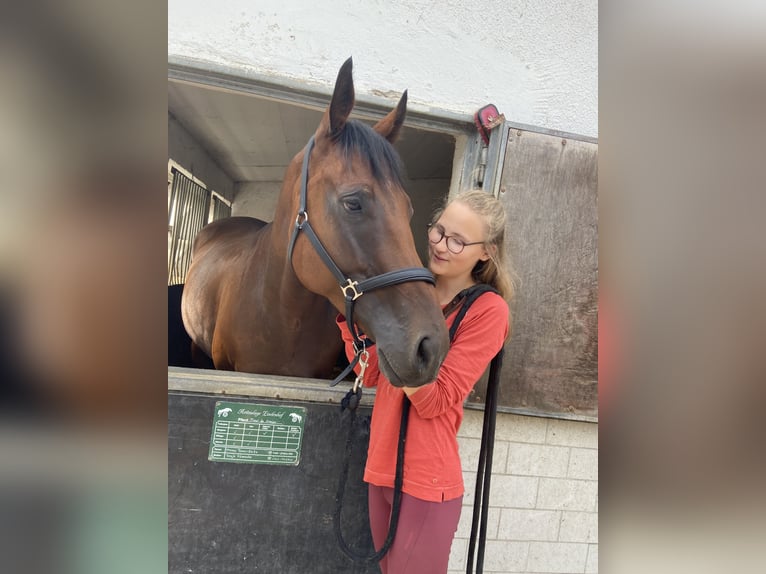 Koń pełnej krwi angielskiej Wałach 5 lat 168 cm Gniada in Mainz