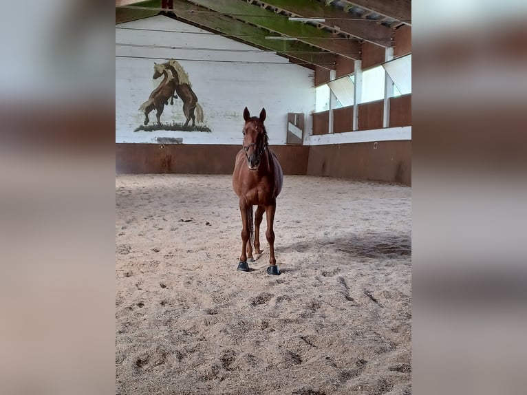 Koń pełnej krwi angielskiej Wałach 6 lat 160 cm Kasztanowata in Oberau