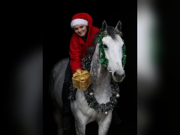 Koń pełnej krwi angielskiej Wałach 6 lat 160 cm Siwa in Bremen