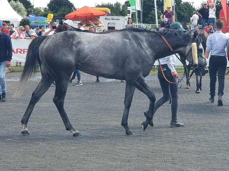 Koń pełnej krwi angielskiej Wałach 6 lat 160 cm Siwa in Bremen