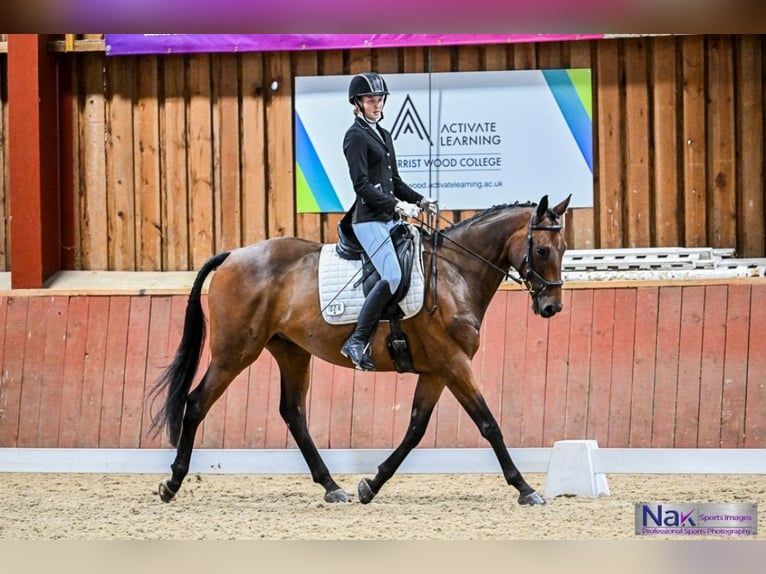 Koń pełnej krwi angielskiej Wałach 6 lat 165 cm Ciemnogniada in Maidenhead