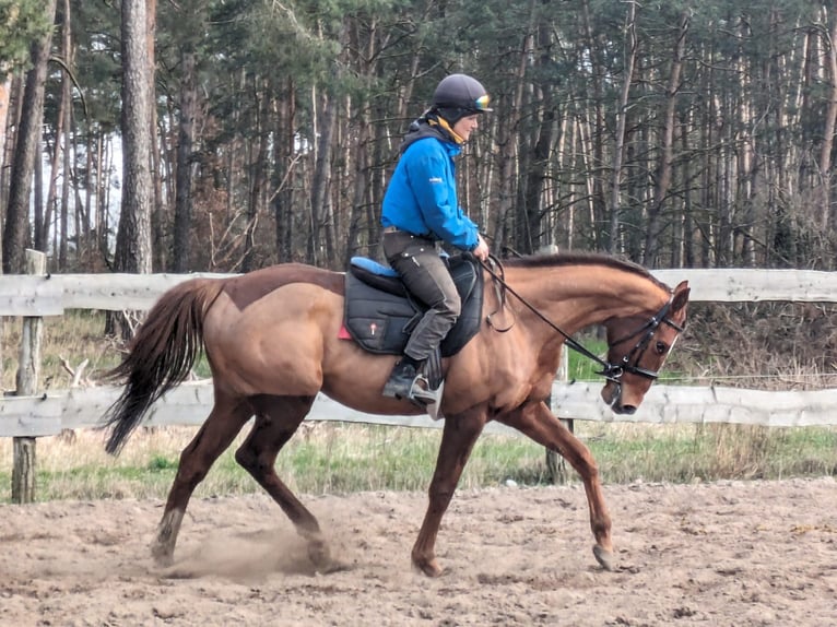 Koń pełnej krwi angielskiej Wałach 6 lat 165 cm Ciemnokasztanowata in Möser