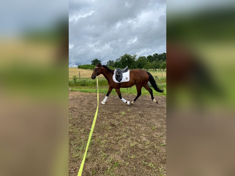 Koń pełnej krwi angielskiej Wałach 6 lat 165 cm Gniada in Walddorfhäslach