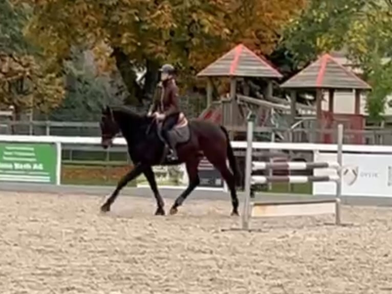 Koń pełnej krwi angielskiej Wałach 6 lat 168 cm Ciemnogniada in Leuggern