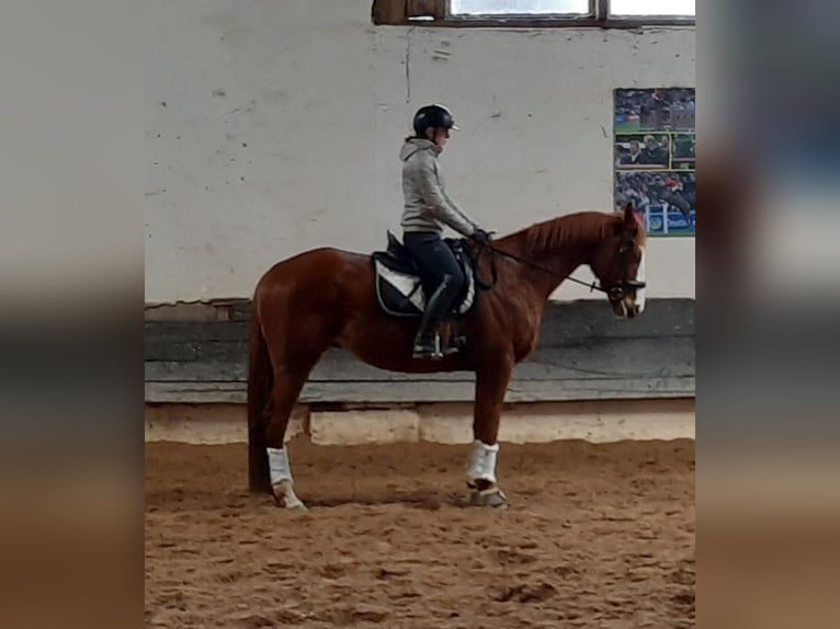 Koń pełnej krwi angielskiej Wałach 6 lat 168 cm Kasztanowata in Göttingen