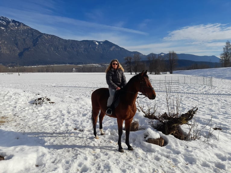 Koń pełnej krwi angielskiej Wałach 7 lat 158 cm in Obertilliach