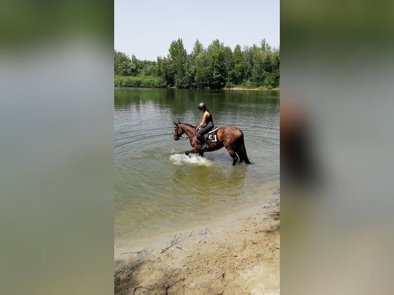 Koń pełnej krwi angielskiej Wałach 7 lat 163 cm Ciemnogniada in Ketsch