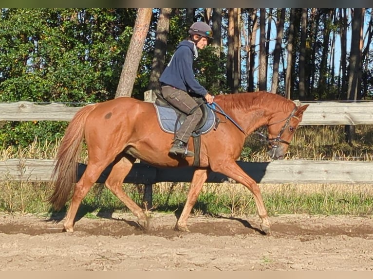 Koń pełnej krwi angielskiej Wałach 7 lat 165 cm Kasztanowata in Möser