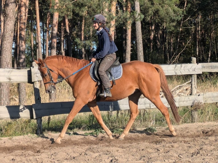 Koń pełnej krwi angielskiej Wałach 7 lat 165 cm Kasztanowata in Möser