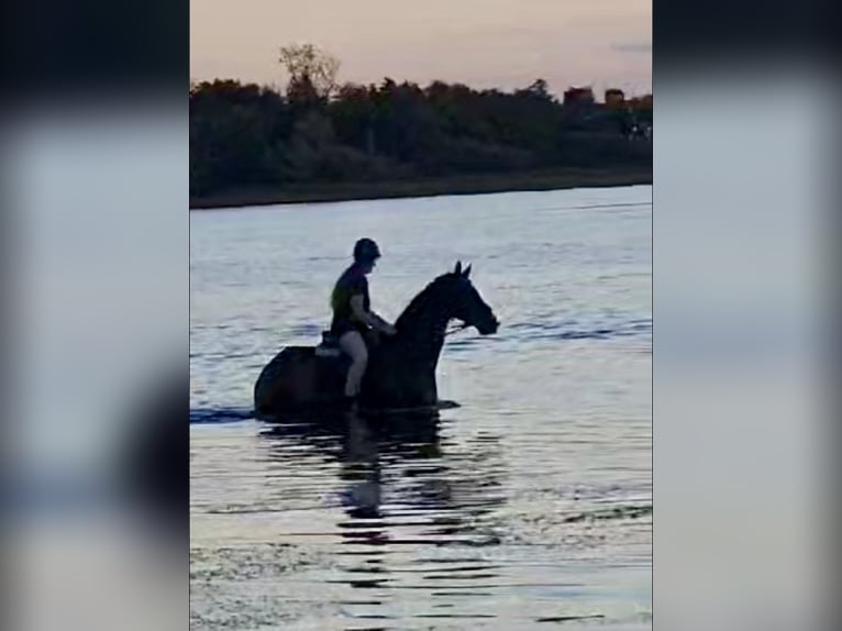 Koń pełnej krwi angielskiej Wałach 7 lat 168 cm Gniada in Oudehaske