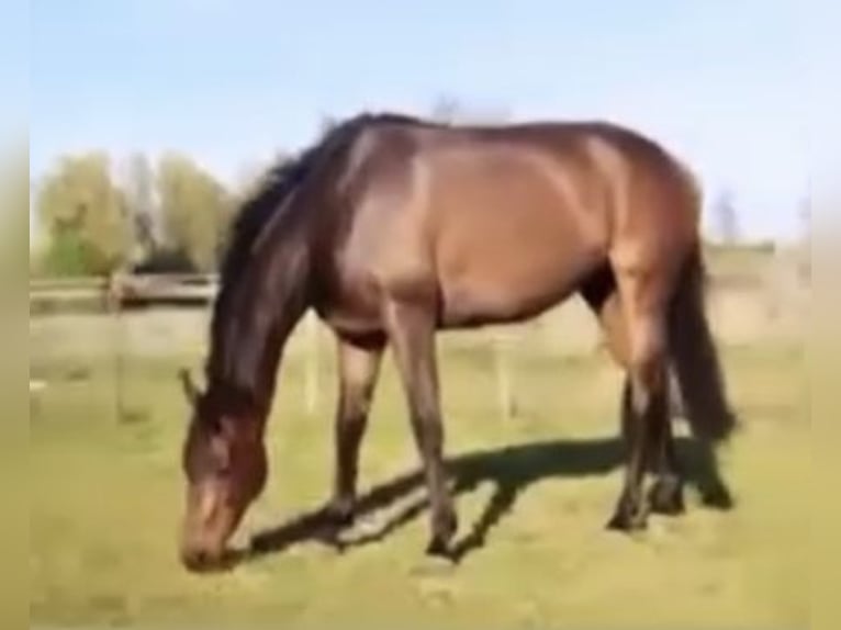 Koń pełnej krwi angielskiej Wałach 7 lat 168 cm Gniada in Oudehaske