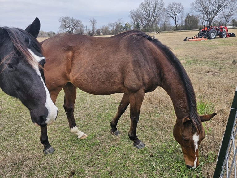 Koń pełnej krwi angielskiej Wałach 8 lat 152 cm Gniada in Teague, TX